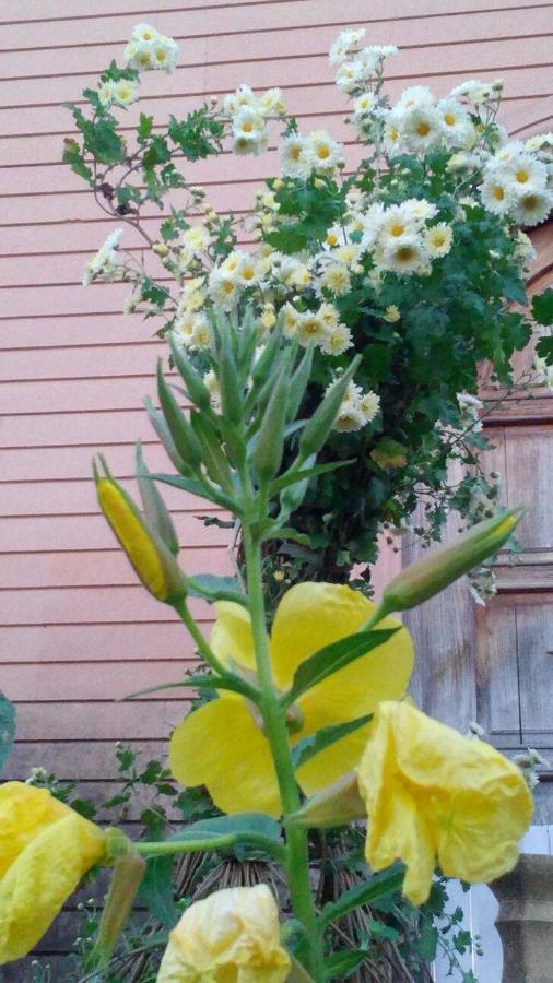 Сибиряк Tskaltubo Luaran gambar
